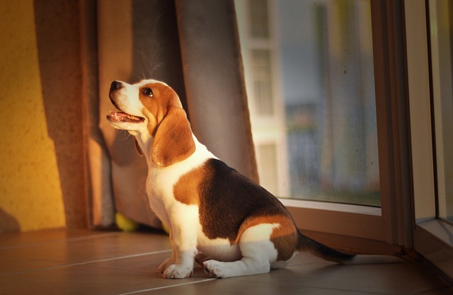 Beagle dog breeder in india