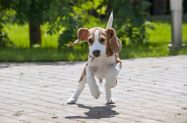 Beagle price in india