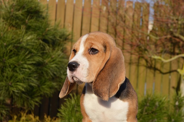 Beagle dog kennel in india