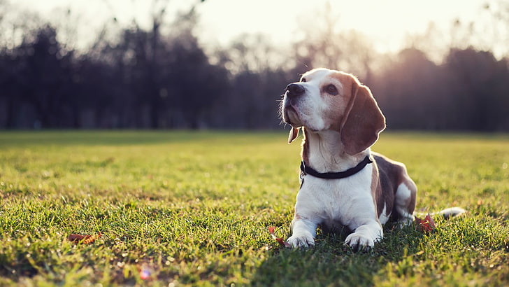 Beagle price in india by shubh kennel