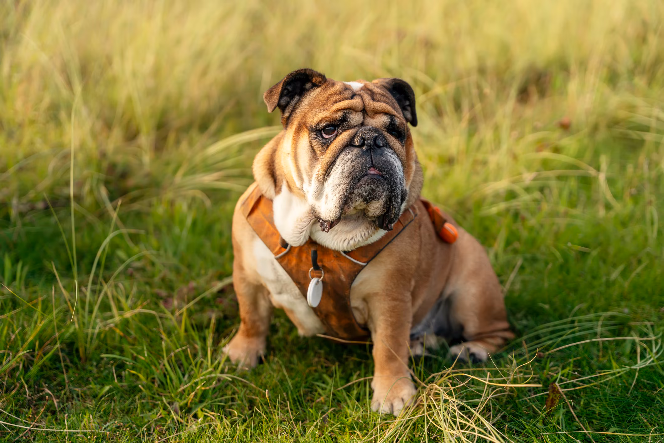 English Bulldog pet shop in india
