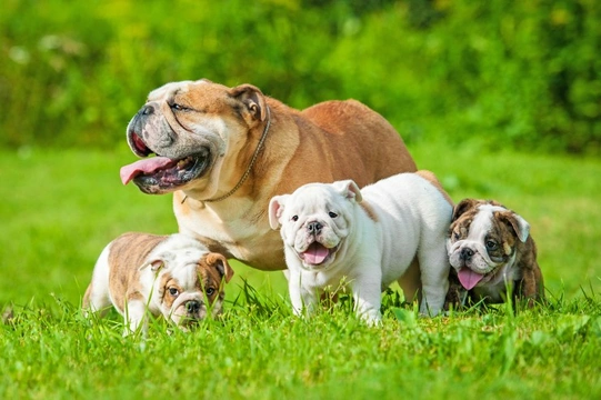 English bulldog puppy price in india