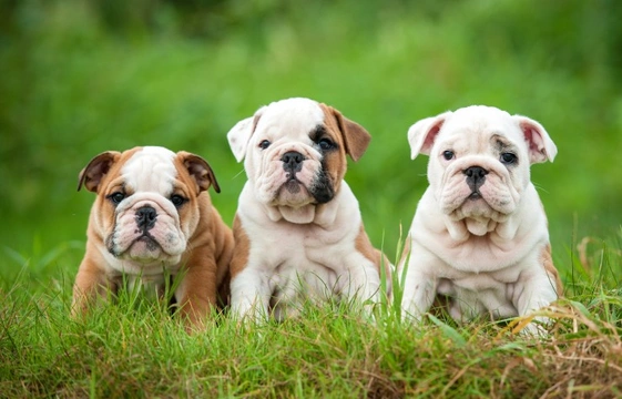 English Bulldog dog breeder in india