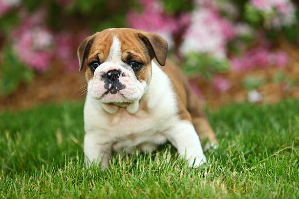 English Bulldog  male puppies price in india