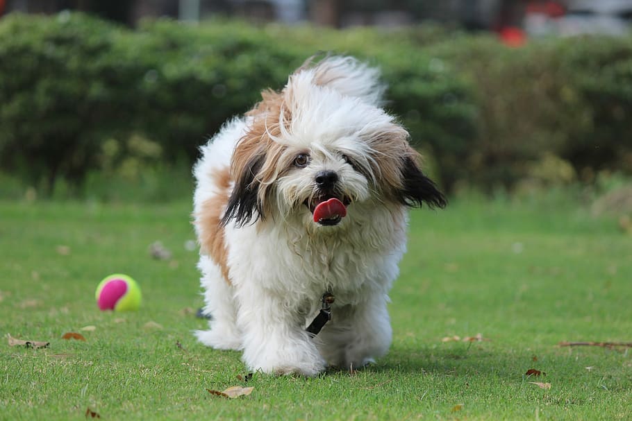 lhasa apso dog kennel in india