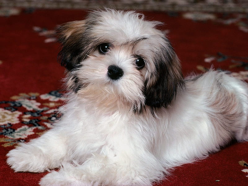 lhasa apso dog price in india