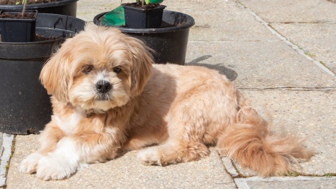 purebred lhasa apso puppies for sale in india
