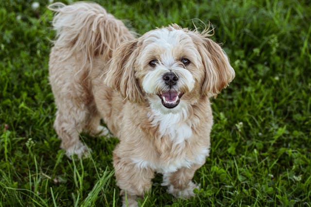 lhasa apso puppies for sale online in india