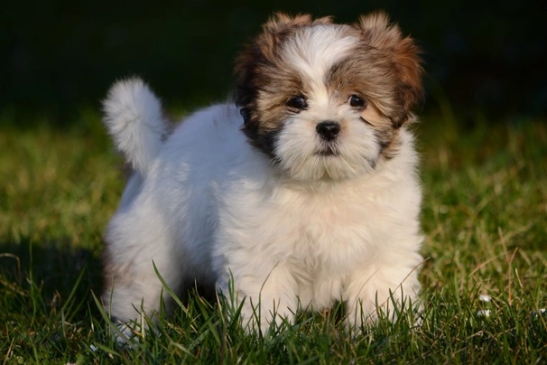 champion lineage lhasa apso price in india