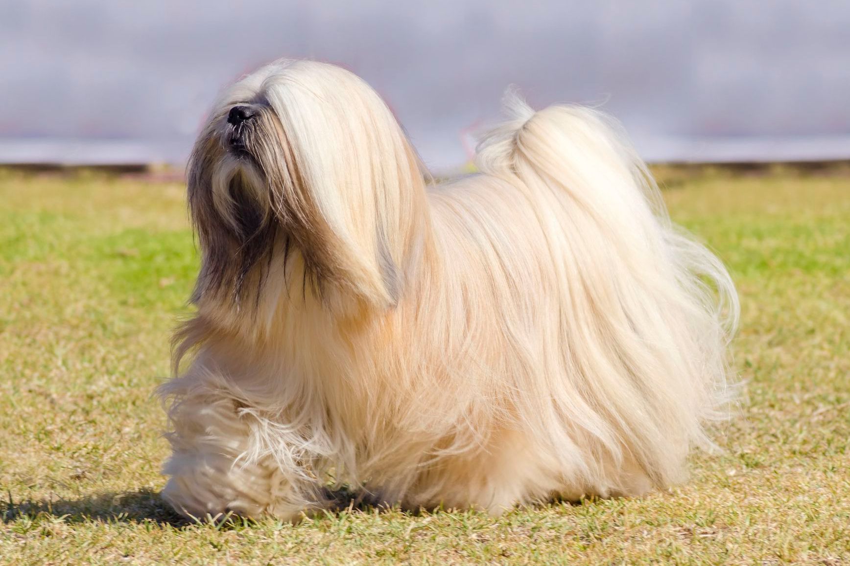 KCI registered lhasa apso price in india