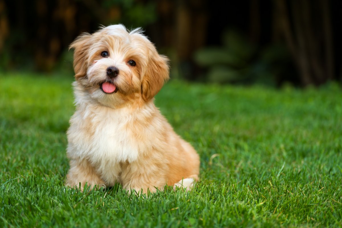 buy lhasa apso puppies online in india