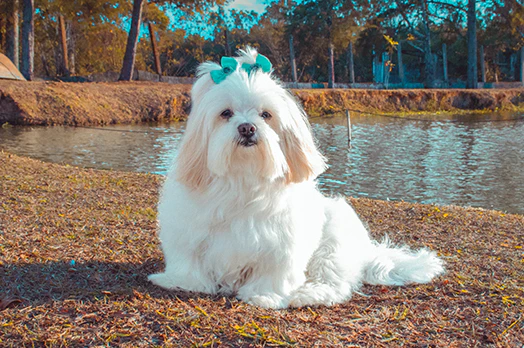 lhasa apso dog breeder in india