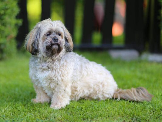 Lhasa Apso price in india by shubh kennel