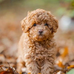 Poodle puppies for sale online in mumbai.