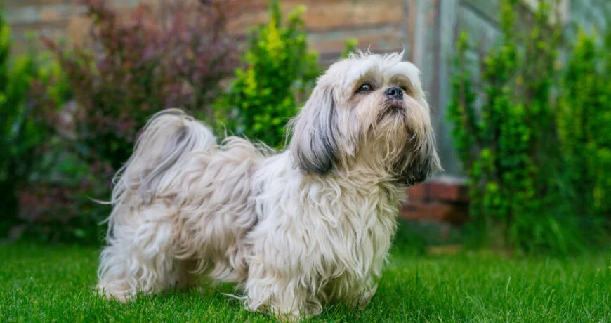 Shih Tzu puppies for sale online in mumbai.