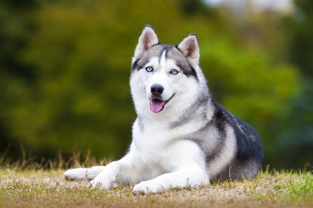 Siberian Husky puppies for sale online in mumbai.