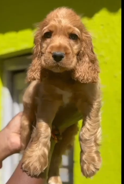 Cocker Spaniel puppy from vizag
