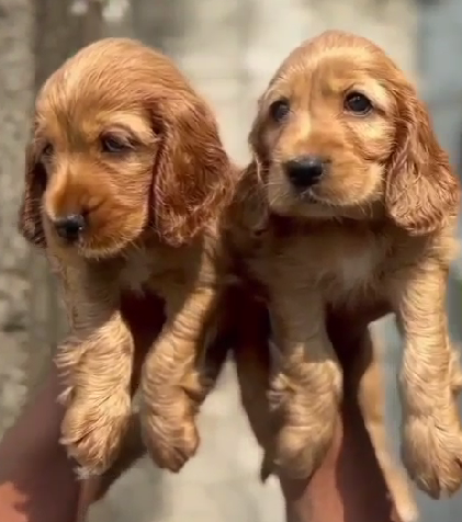Cocker Spaniel dog price in vizag
 