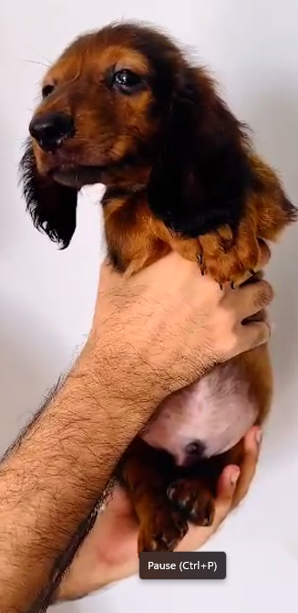 Cocker Spaniel dog breeder in vizag
 