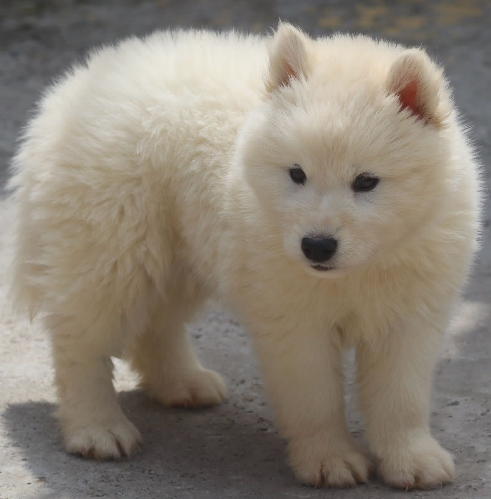 Siberian Husky Puppy For Sale