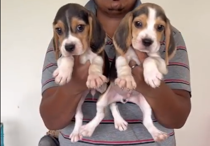 KCI Register Beagle price in Hyderabad started from INR 30,000