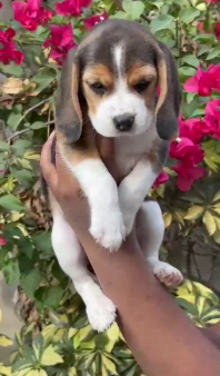 Beagle Puppies Available  For Sale In Bangalore