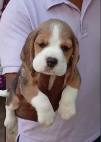 KCI Registered Beagle Puppies Available  For Sale 