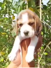Healthy Beagle Puppies Available For Sale