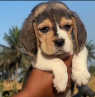 Buy Beagle Puppy In Chennai From Shubh Kennel.