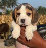 Get Beagle Puppy At Inexpensive Price  In Chennai.