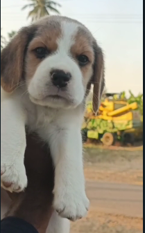 Buy Healthy beagle  Puppy In Affordable Price.