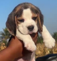 Get Beagle Puppy For Your Home As A Pet From Shubh kennel.