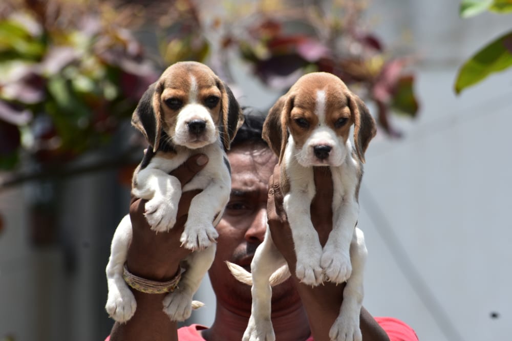 Purchase Beagle Puppy As Per Your Range Of Price.