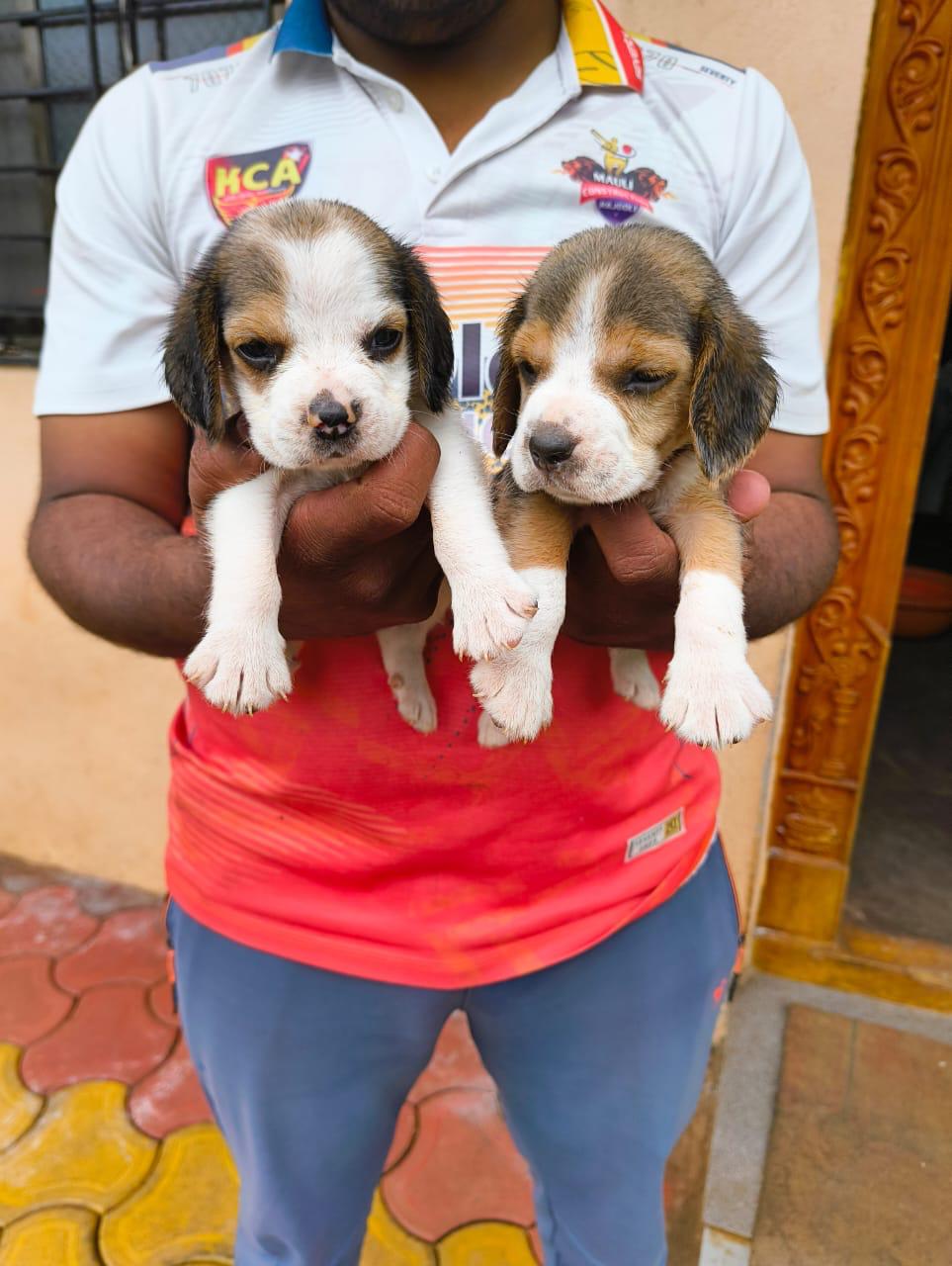 Beagle puppies for sale online in goa