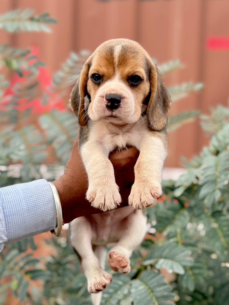 Beagle puppy price in goa