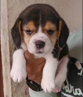 Beagle pet shop in goa