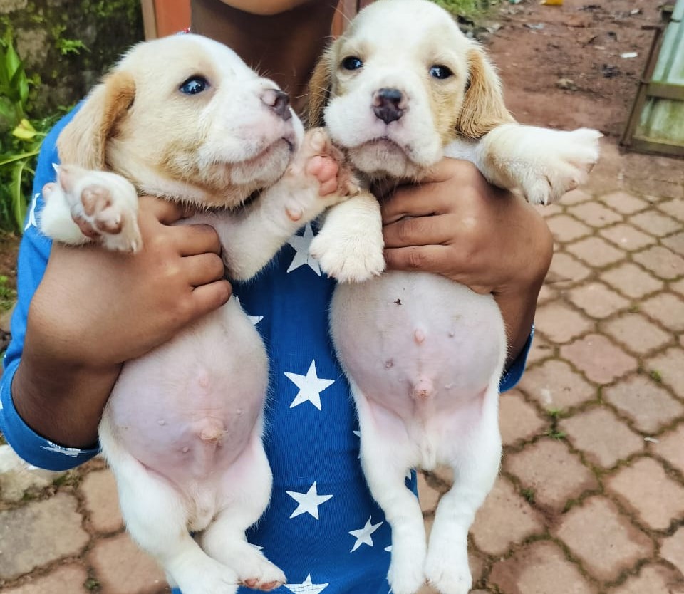 Beagle dog price in goa