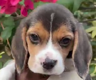 Smart Beagle puppy price in Ahmedabad INR 30,000 to INR 40,000