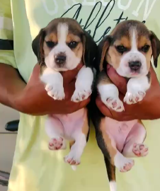 Playful Beagle price in Ahmedabad INR 30,000 to INR 40,000