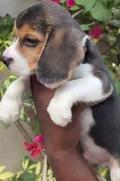 KCI Register Beagle price in Ahmedabad INR 30,000 to INR 40,000