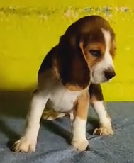 Beagle price in Ahmedabad INR 30,000 to INR 40,000