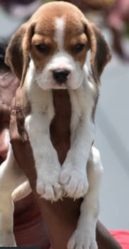 Beagle Puppies Available