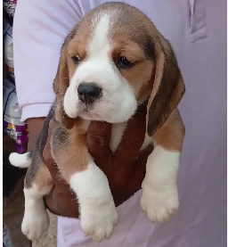 Beagle price in Hyderabad from INR 30,000 to INR 40,000