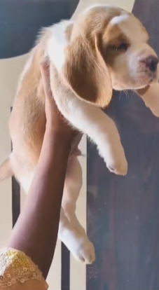 Intelligent Beagle price in Hyderabad INR 30,000 to INR 40,000