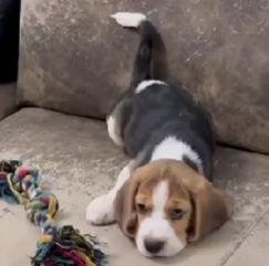 Fully Vaccinated Beagle price in Hyderabad INR 30,000 to INR 40,000