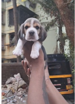 Adorable Beagle price in Hyderabad INR 30,000 to INR 40,000