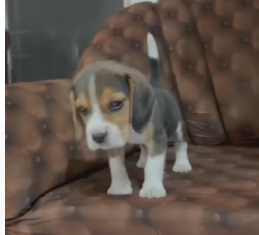 Beagle price in Jaipur INR 30,000 to INR 40,000