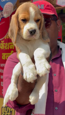 Fully Vaccinated Beagle price in Jaipur INR 30,000 to INR 40,000