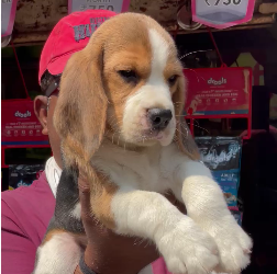 KCI Register Beagle price in Jaipur INR 30,000 to INR 40,000