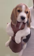 Healthy Beagle price in Jaipur INR 30,000 to INR 40,000